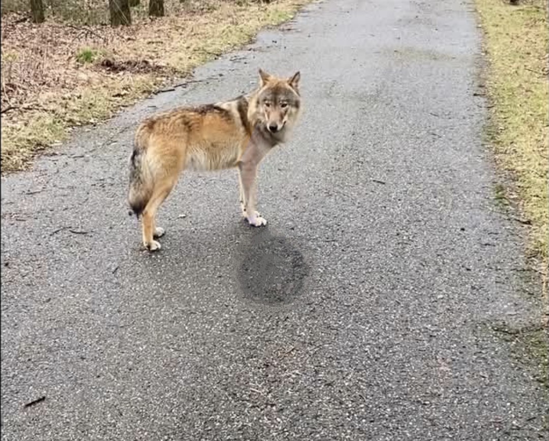 Afbeelding bij artikel