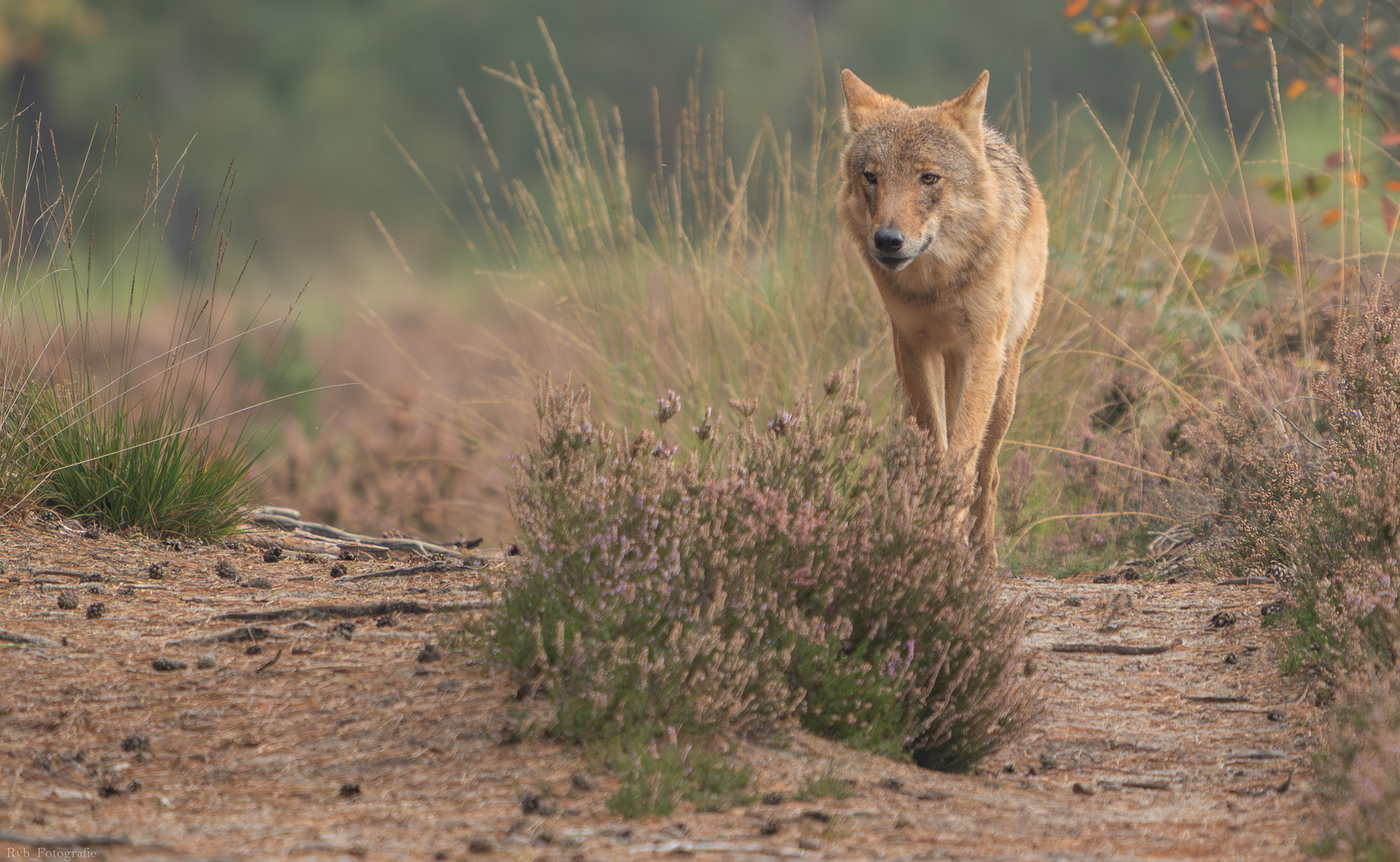 Afbeelding bij artikel