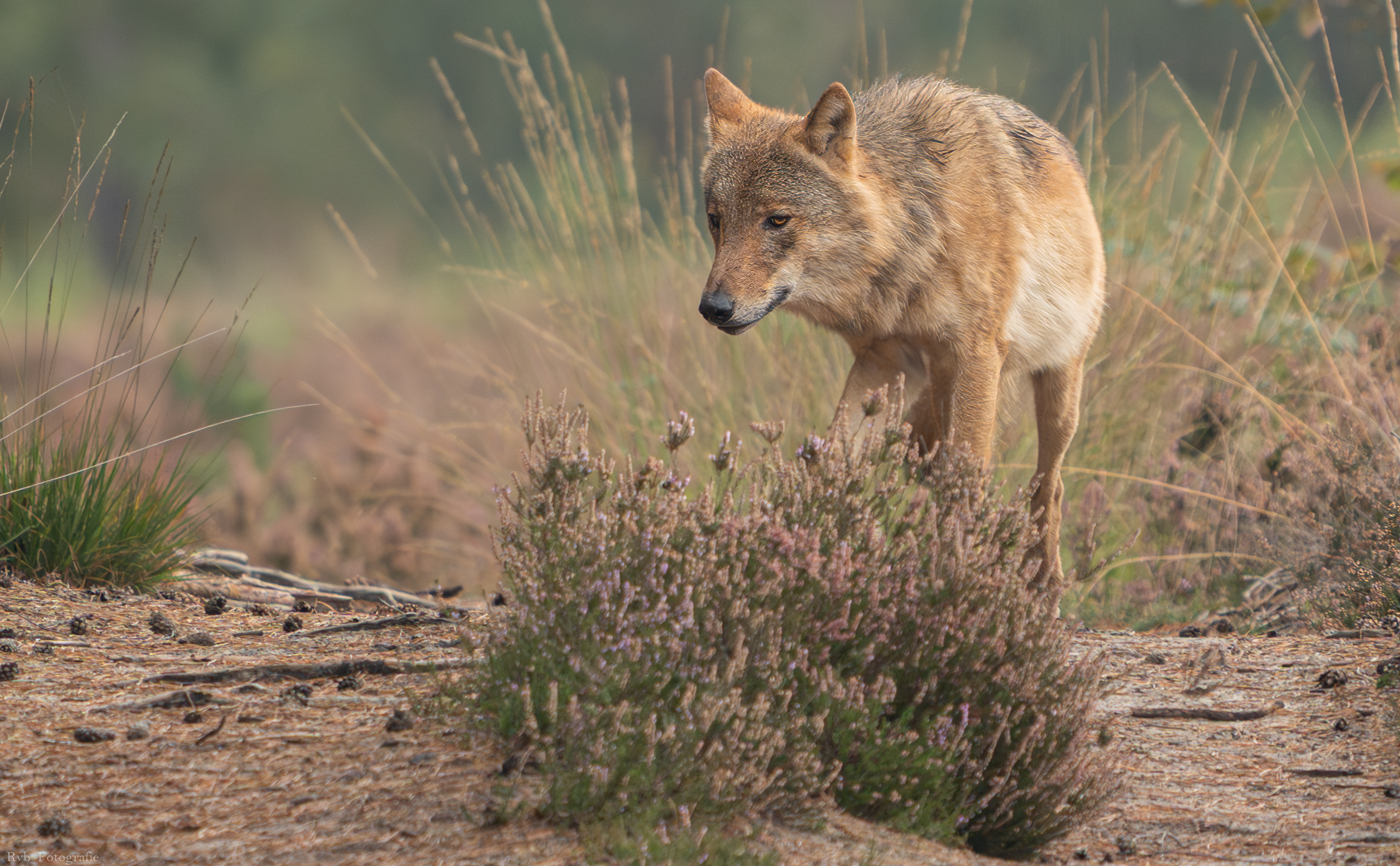 Afbeelding bij artikel