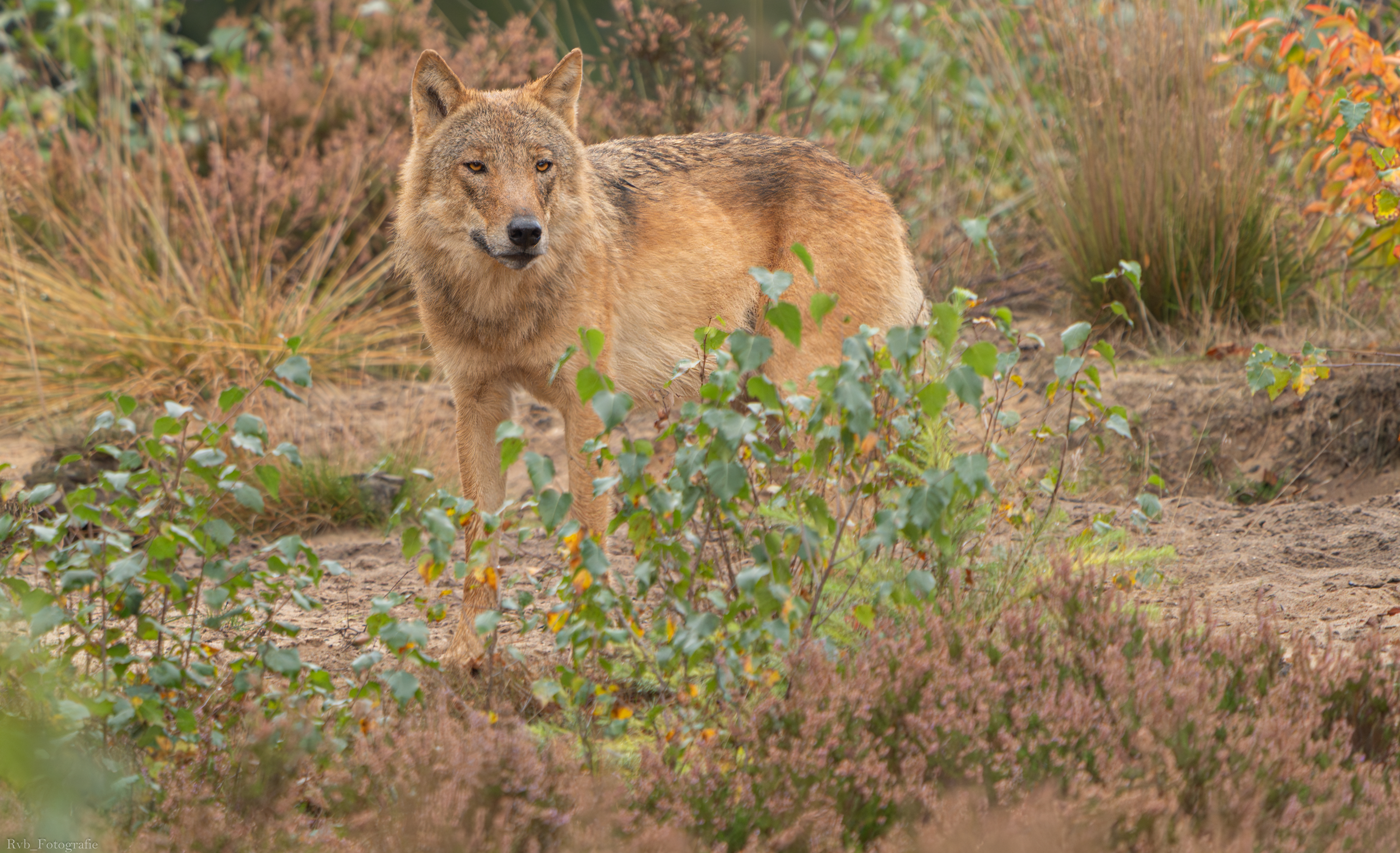 Afbeelding bij artikel